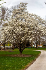 Large Magnolia Tree