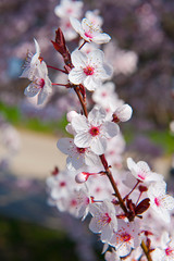 Spring. Tree with flowers, bee and butterfly