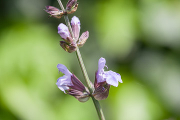 close-up of a blooming lavender