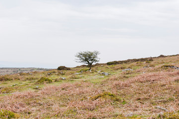 Obraz premium Dartmoor, Devon, Heidelandschaft, Moor, Moorlandschaft, Nationalpark, Wanderweg, Frühling, Südengland