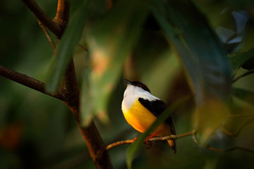 White-collared Manakin, Manacus candei, blyck white yellow tropic bird, Costa Rica, Central America. Forest bird, wildlife scene from nature. Birdwatching in Costa Rica. Bird sitting in in tree.