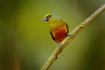 Olive-backed euphonia, Euphonia gouldi, exotic tropical bird from Costa Rica. Bird sitting on beautiful green mossy branch. Birdwatching in South America.