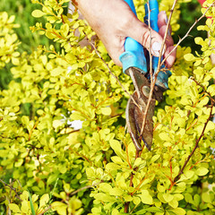 Female hands pruning branches of a berberis shrub with garden clippers