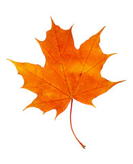 Naklejka na ściany i meble Closeup of rorange autumn maple leaf