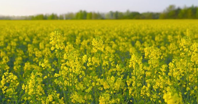 Beautiful field of rapeseed - ProRes