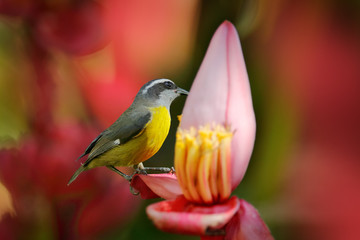 Banana pink red flower bloom with bird. Bananaquit, Coereba flaveola, exotic tropical songbird sitting on the pink flower. Grey and yellow bird in the nature habitat. Animal in the Costa Rica.