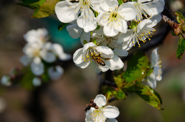 White flowers in macro. Flowering trees. Bee on a white flower. Branch of a tree with white flowers