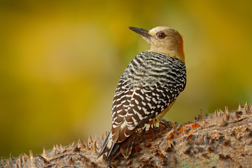 Woodpecker from Costa Rica, Hoffmann's Woodpecker, Melanerpes hoffmanni, sitting on the tree trunk with nesting hole, bird in the nature habitat, Costa Rica. Birdwatching in South America.