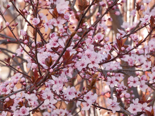 Floración primaveral de un arbol en una ciudad mediterranea