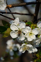 White flowers in macro. Flowering trees. Bee on a white flower. Branch of a tree with white flowers