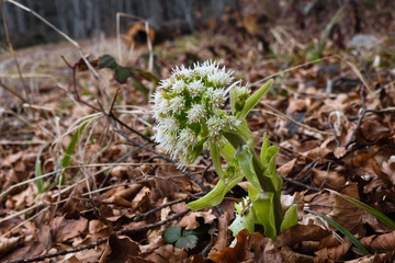 infiorescenza di Petasites albus nel sottobosco alpino