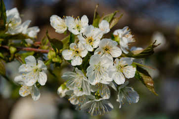 White flowers in macro. Flowering trees. Bee on a white flower. Branch of a tree with white flowers