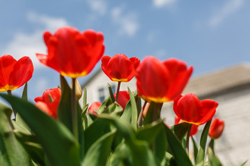 tulips in a home garden close-up. spring flowers