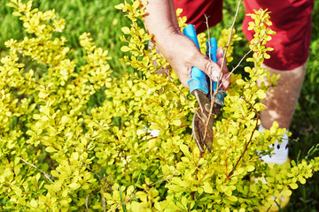 Female hands pruning branches of a berberis shrub with garden clippers