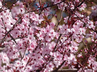 Fototapeta premium Floración primaveral de un arbol en una ciudad mediterranea