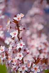 Spring. Tree with flowers, bee and butterfly