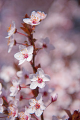 Spring. Tree with flowers, bee and butterfly