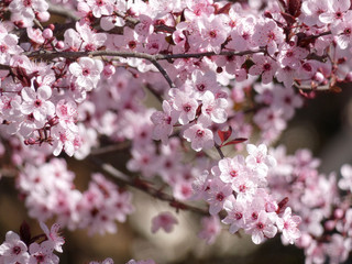 Floración primaveral de un arbol en una ciudad mediterranea