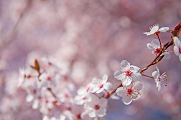Spring. Tree with flowers, bee and butterfly