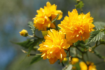 spring flowers in ukraine, close-up of plants on a sunny day