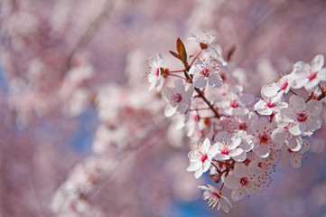 Spring. Tree with flowers, bee and butterfly