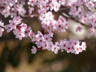 Floración primaveral de un arbol en una ciudad mediterranea
