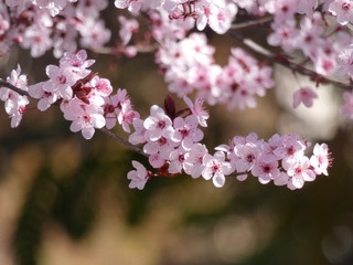 Floración primaveral de un arbol en una ciudad mediterranea