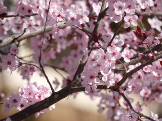Floración primaveral de un arbol en una ciudad mediterranea