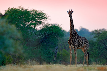 Giraffe and orange light in the forest, Okavango, Botswana, Africa. Giraffe and morning sunrise. Green vegetation with animal portrait. Wildlife scene from nature.