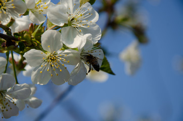 White flowers in macro. Flowering trees. Bee on a white flower. Branch of a tree with white flowers