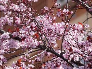 Floración primaveral de un arbol en una ciudad mediterranea