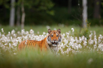 Siberian tiger in nature forest habitat, foggy morning. Amur tiger hunting in green white cotton  grass. Dangerous animal, taiga, Russia. Big cat sitting in environment.  Wild cat in wildlife nature.