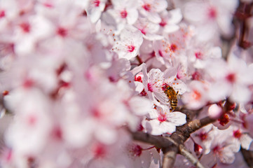 Spring. Tree with flowers, bee and butterfly