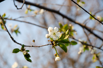 White flowers in macro. Flowering trees. Bee on a white flower. Branch of a tree with white flowers
