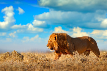 Lion walk. Portrait of African lion, Panthera leo, detail of big animals, Etocha NP, Namibia,...