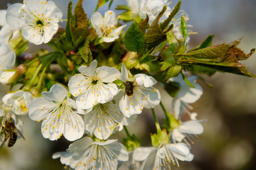 White flowers in macro. Flowering trees. Bee on a white flower. Branch of a tree with white flowers