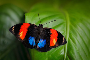 Obraz na płótnie Canvas Agrias amydon, dark blue and red butterfly sitting on the green leaves in the ttropic jungle forest in Brazil in South America. Wildlife scene from nature. Beautiful butterfly in the natural habitat.