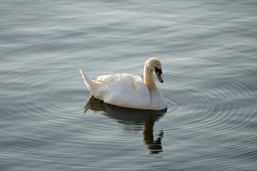 Swan Ripple