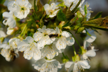 Obraz na płótnie Canvas White flowers in macro. Flowering trees. Bee on a white flower. Branch of a tree with white flowers