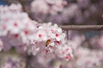 Spring. Tree with flowers, bee and butterfly