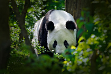 Panda in green forest vegetation.  Wildlife scene from China nature. Portrait of Giant Panda feeding on bamboo tree in forest. Cute black and white bear with smile. Funny image from Asian nature.
