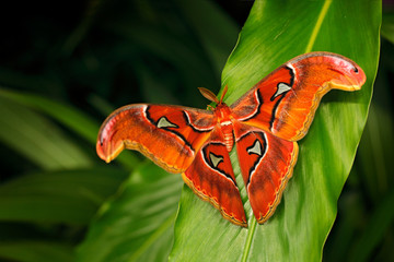Beautiful big butterfly, Giant Atlas Moth-aka, Attacus atlas in green forest habitat, India....