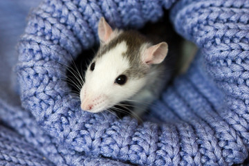 Cute decorative rat sitting in a knitted sweater. Year of rat.