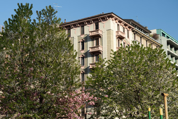 Fototapeta na wymiar Pink blossoms at early springtime in Milan
