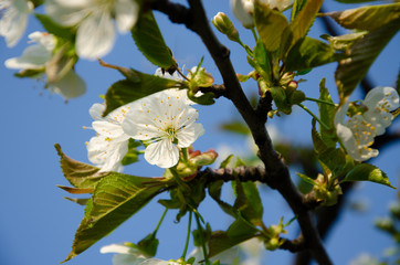 White flowers in macro. Flowering trees. Bee on a white flower. Branch of a tree with white flowers