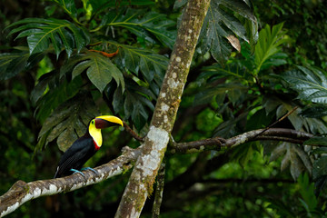 Toucan in the tropic forest, Costa Rica.
