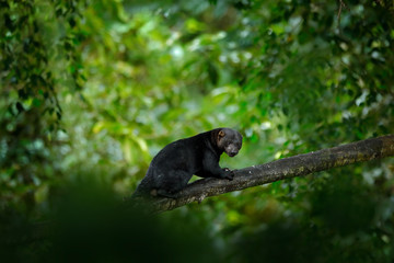 Tayra, small predator in the tropic forest. Tayra, Eira barbara, omnivorous animal from the weasel family. Mammal hidden in junge, sitting on the green tree. Wildlife scene from nature, Mexico