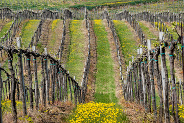 Vineyards of Oltrepo Pavese in April