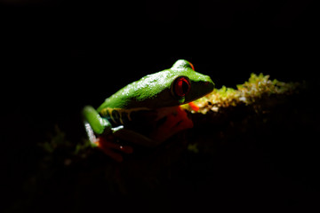 Beautiful amphibian in the night forest. Detail close-up of frog red eye, hidden in green vegetation. Red-eyed Tree Frog, Agalychnis callidryas, animal with big eyes, in nature habitat, Costa Rica.