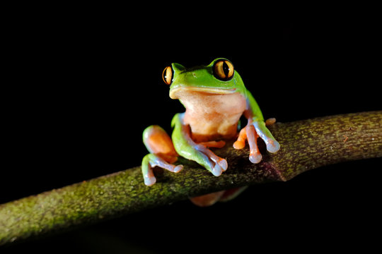 Agalychnis annae, Golden-eyed Tree Frog, green and blue frog on leave, Costa Rica. Wildlife scene from tropical jungle. Forest amphibian in nature habitat. Dark background. Night photography.
